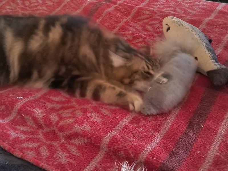 Playtime with Catnip Spray