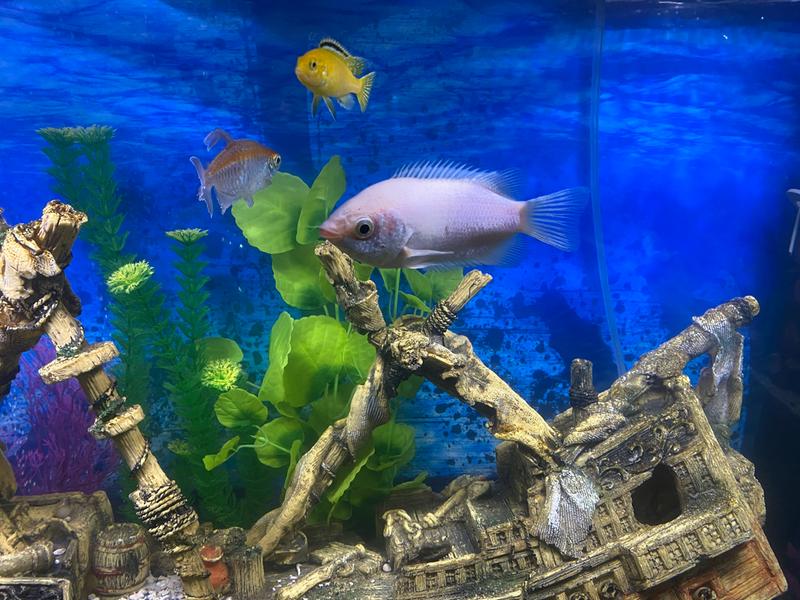 happy fish once again! :-)