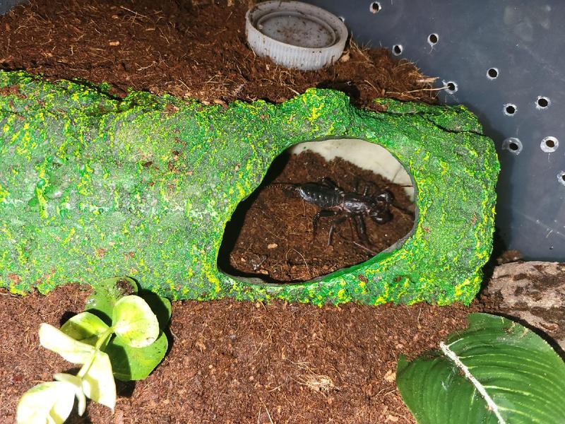 Vinegarroon relaxing in new hide