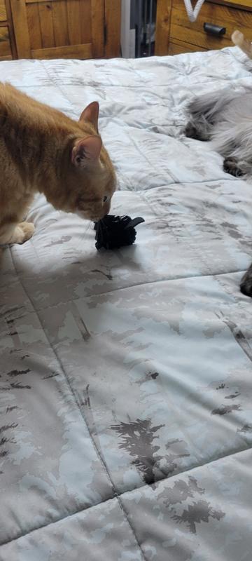 Cats with Bat
