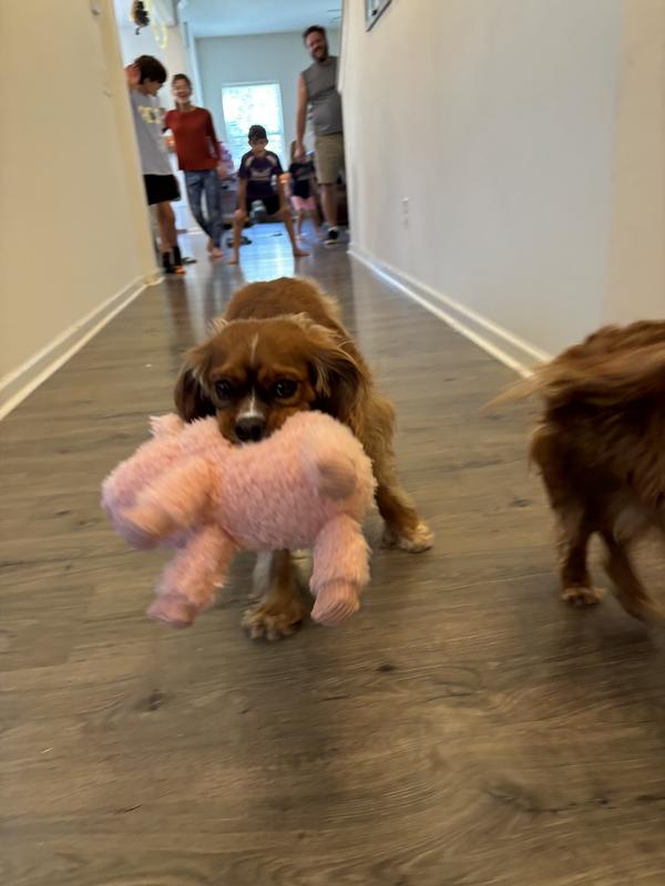 Playing fetch
