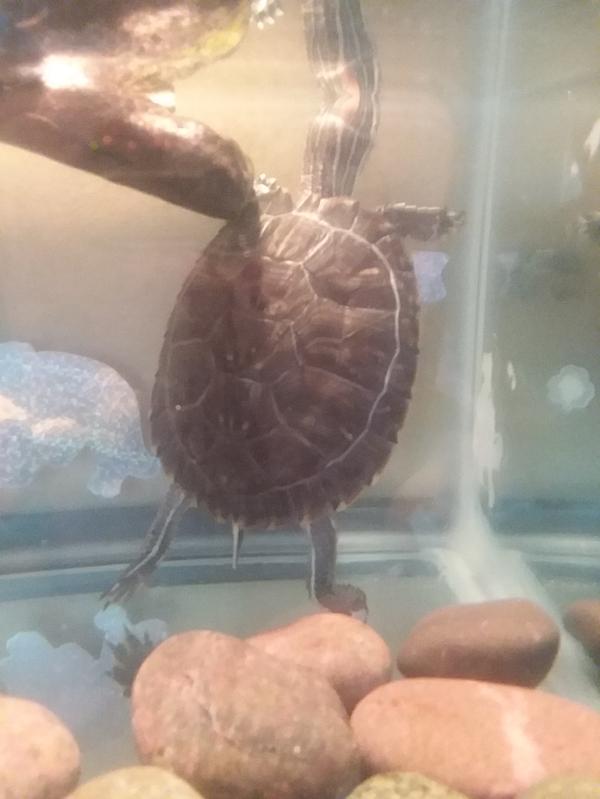 Charlie: My red eared slider equatic turtle..