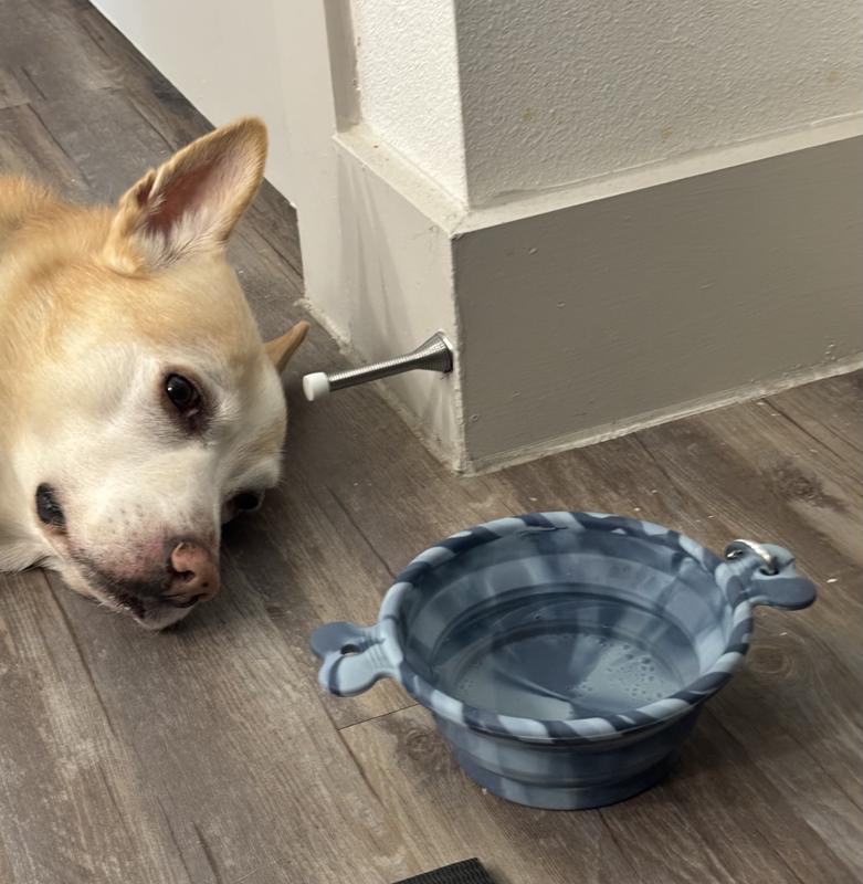 Bowl is always ready for a tired pup after a long walk!