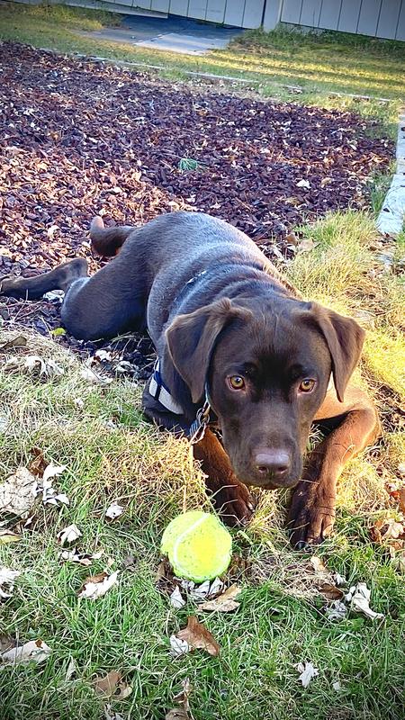 Big boy has grown to 76lbs!!