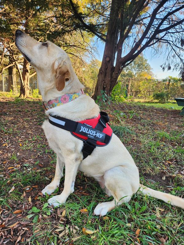 Julius K9 Red Dog Harness 3X Small Petco