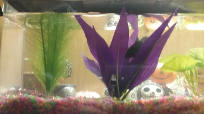 My new betta home.
