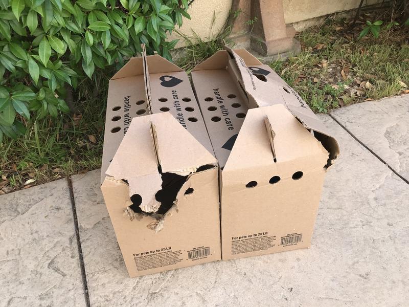 Diy cardboard 2024 cat carrier