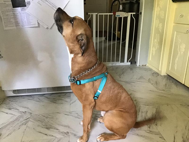 dog lift harness petco