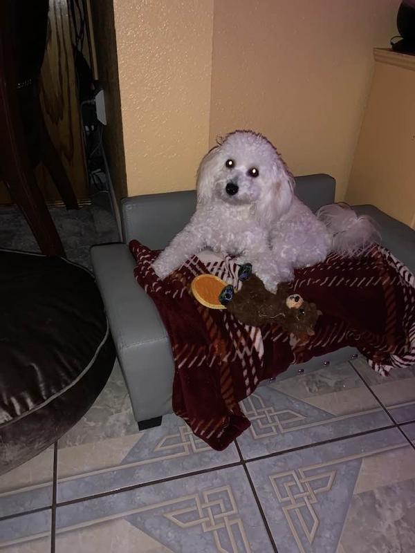Daisy caught chewing on mister beaver