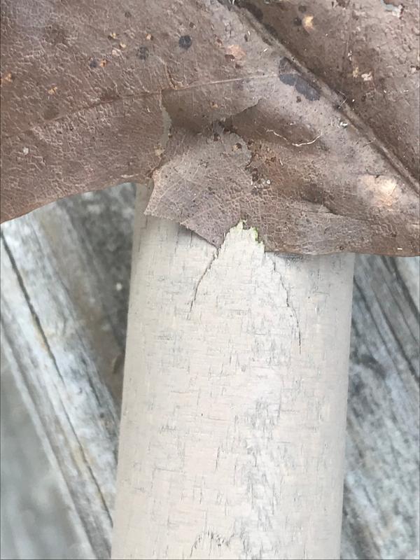 I slid a leaf into the crack to clearly show defect