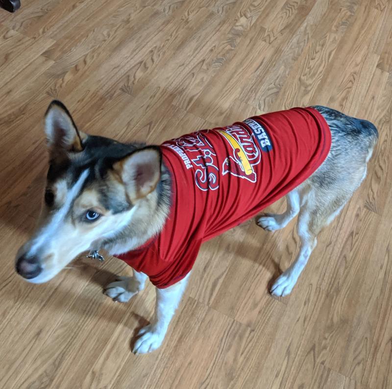 St. Louis Cardinals Dog Tee Shirt