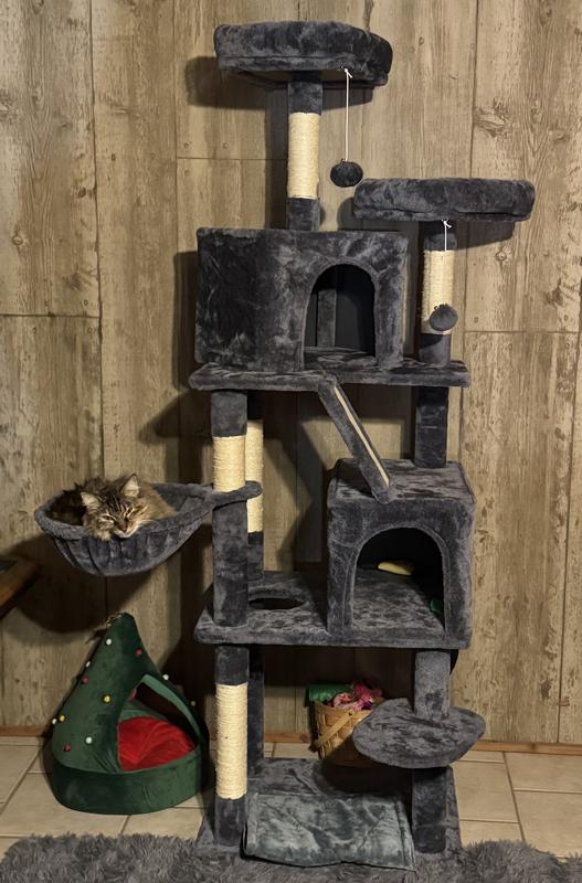 Loving her cat tree!
