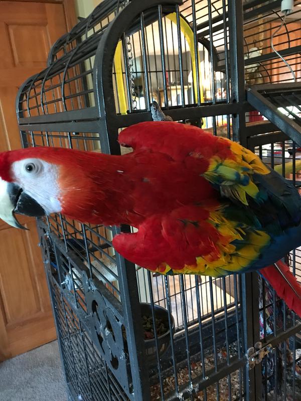 Petco macaw store