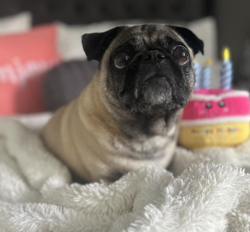 Freshpet Vital GrainFree Beef & Bison Fresh Dog Food, 1 lb. Petco