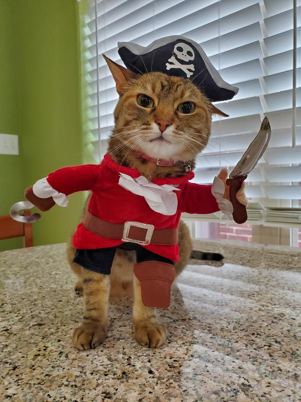 Cat wearing pirate costume hotsell