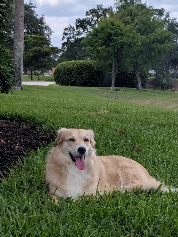 Daisy