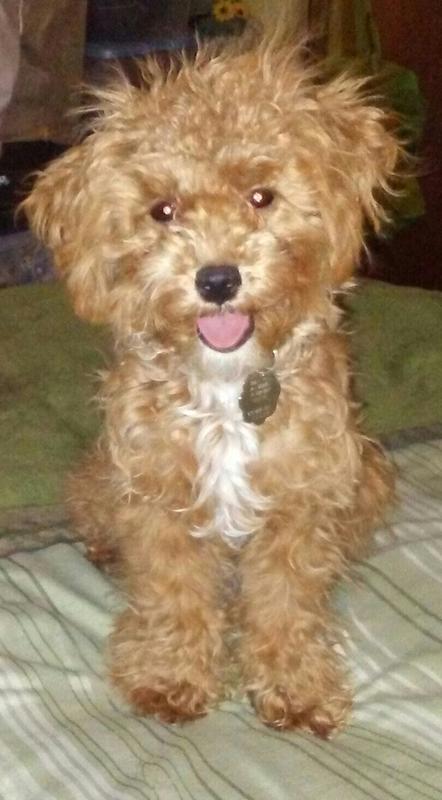 This is Chewy, my 8-month-old PooChon.