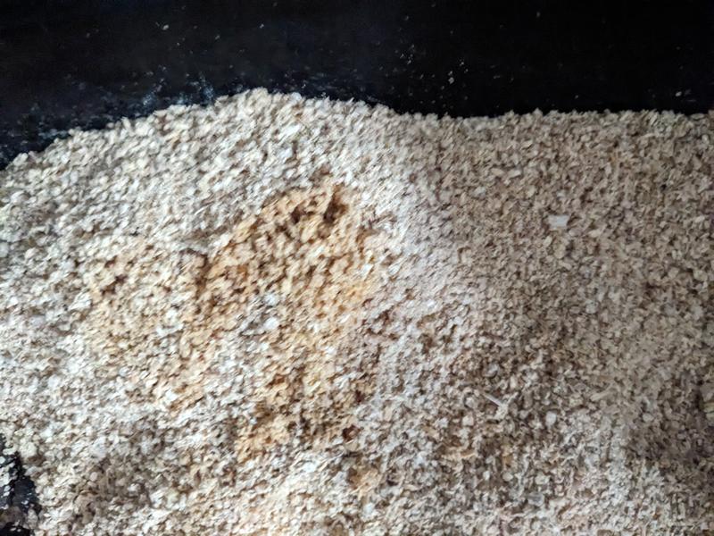 Clump before trying to scoop