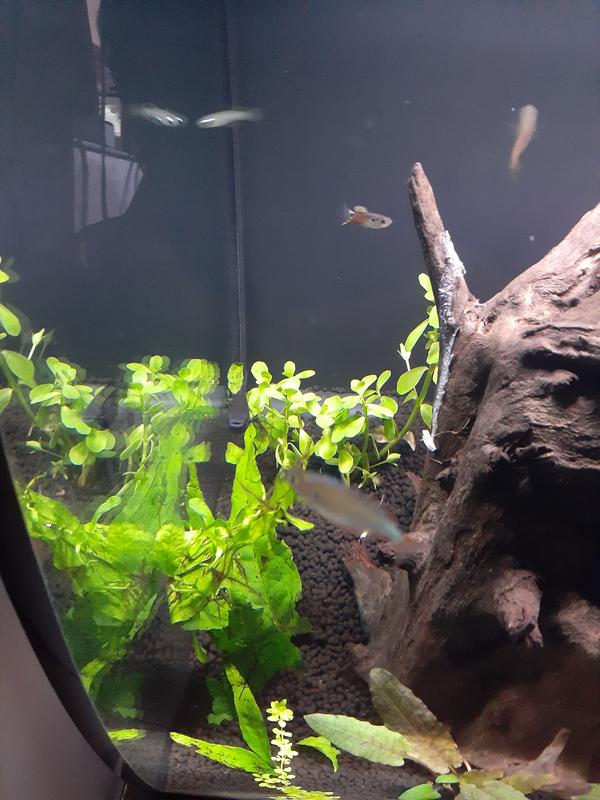 Betta community tank