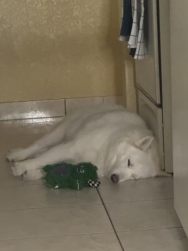 Favorite buddy