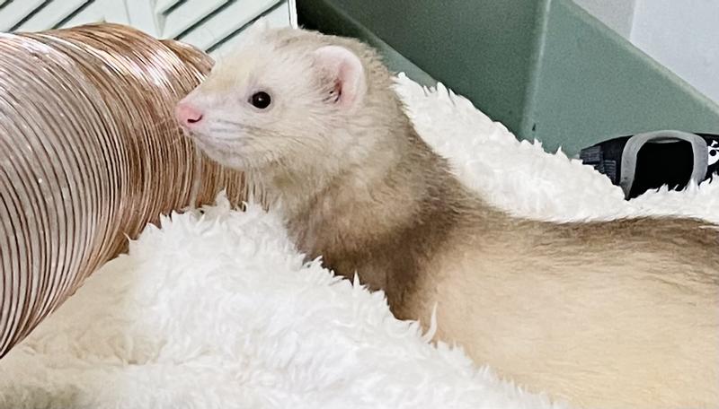 Marshall select chicken ferret diet sale