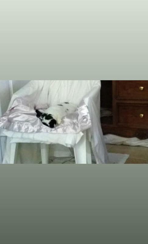 Sleeping on his "Cabana"