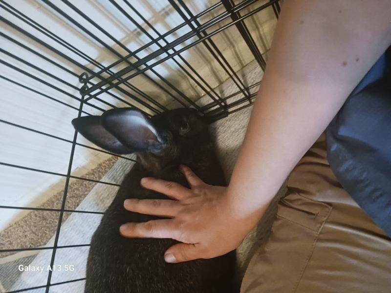 She LOVES her new house