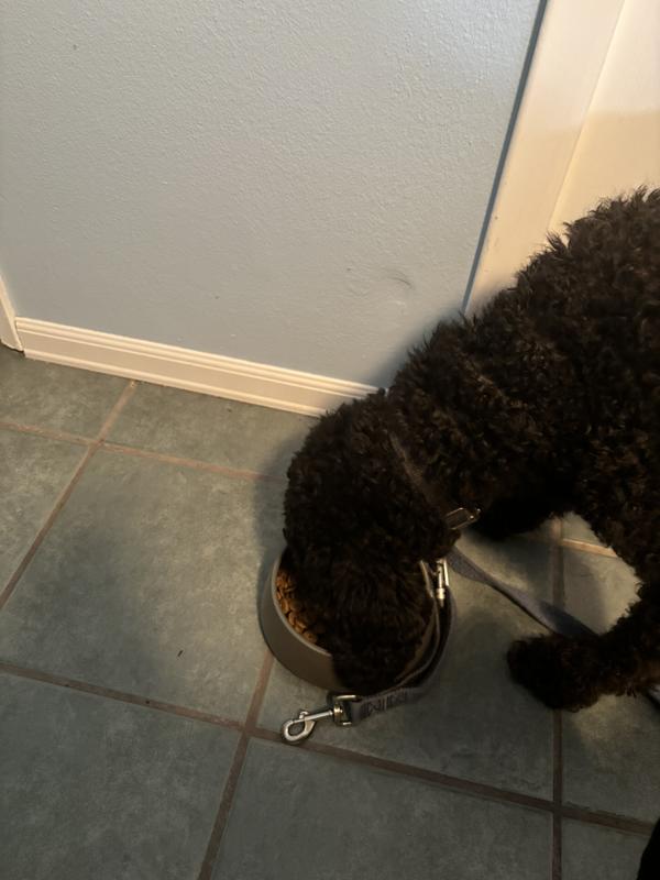 Emmie gobbles up her dinner from her Reddy Angular Bowl