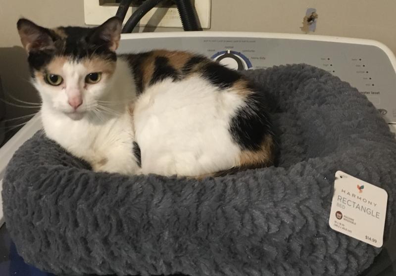 New bed