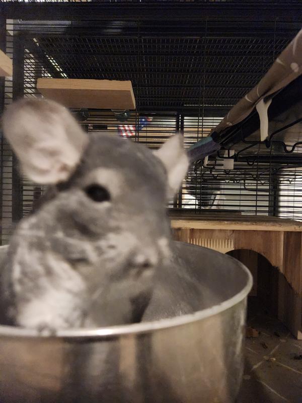 Chinchilla store at petco