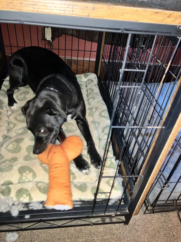 Shasta happy with the bone toy