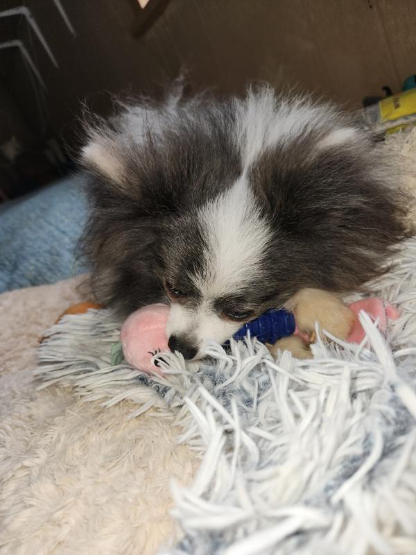 RobbyRoo playing with his new toy