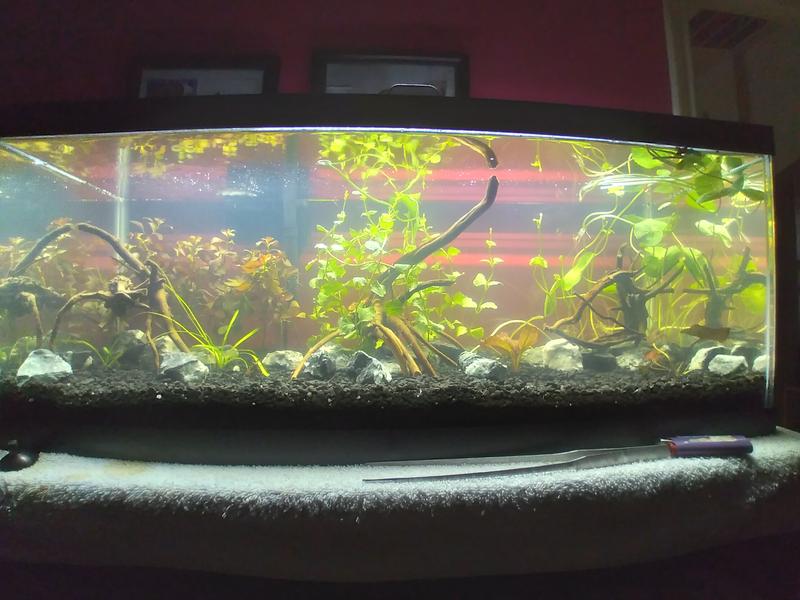 Aqueon Standard Glass Aquarium Tank Gallon Long Petco