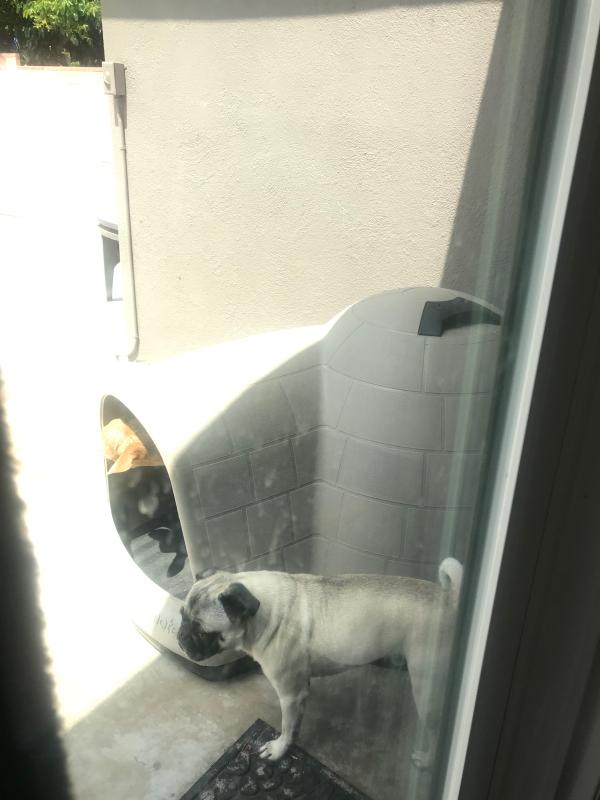 petco igloo dog house medium