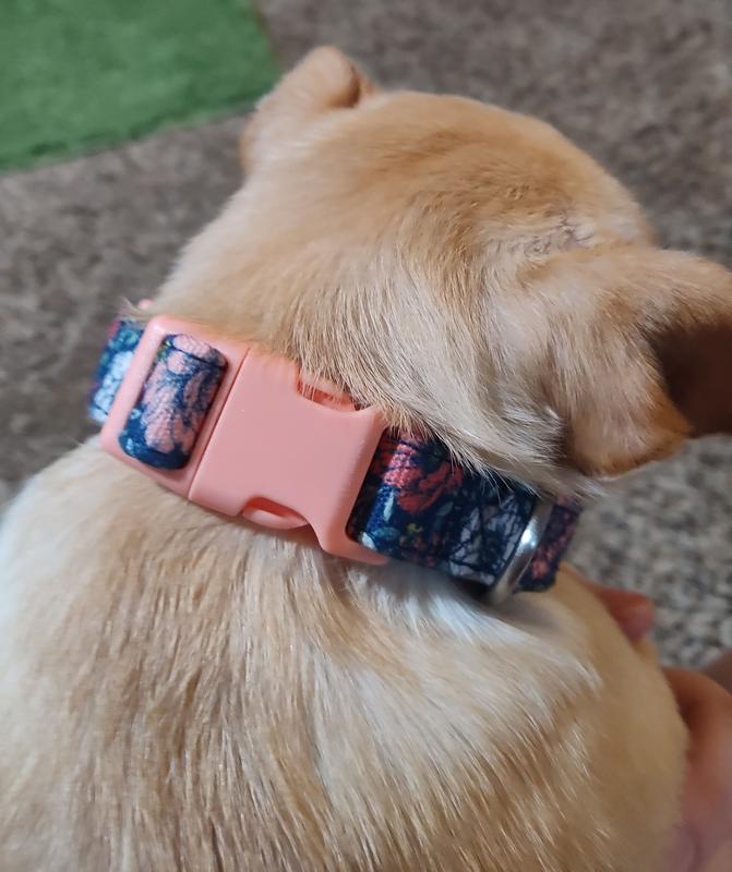 Colorful Paisley Dog Collar  Flying Dog – Flying Dog Collars