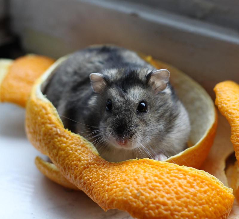 petco dwarf hamsters