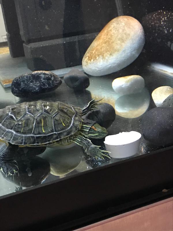 Turtle feeder hot sale vacation