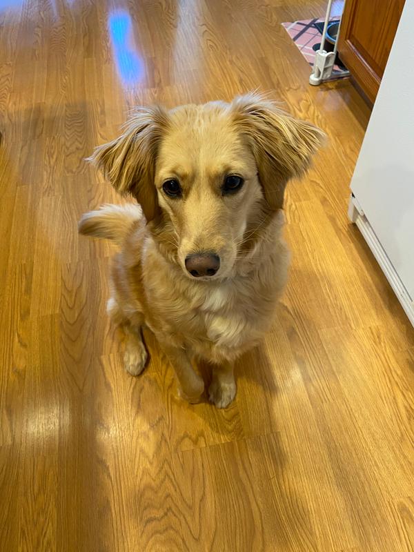 petco furminator shampoo