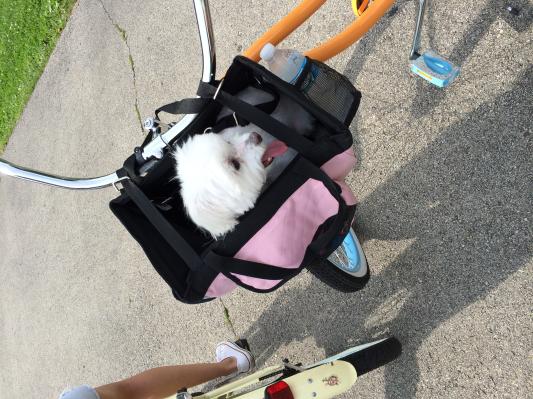 snoozer pet bicycle basket