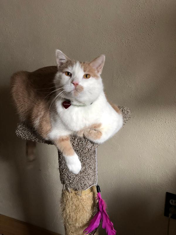 My spoiled boy Sandman