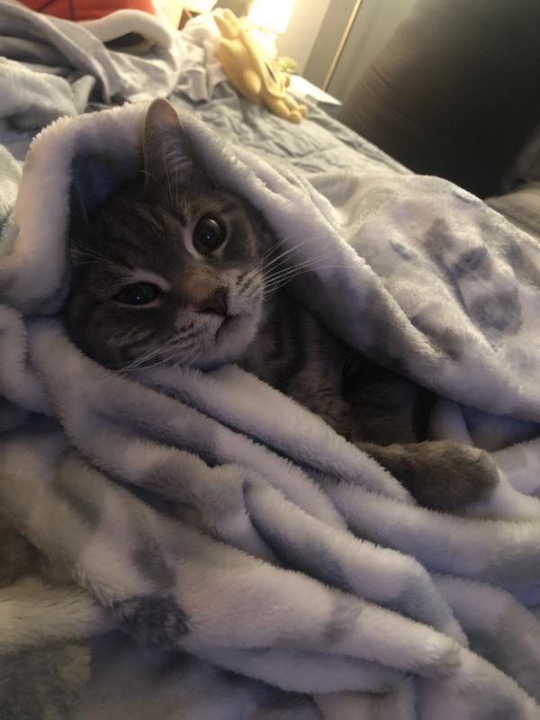 My 3 Halo Cat lovers