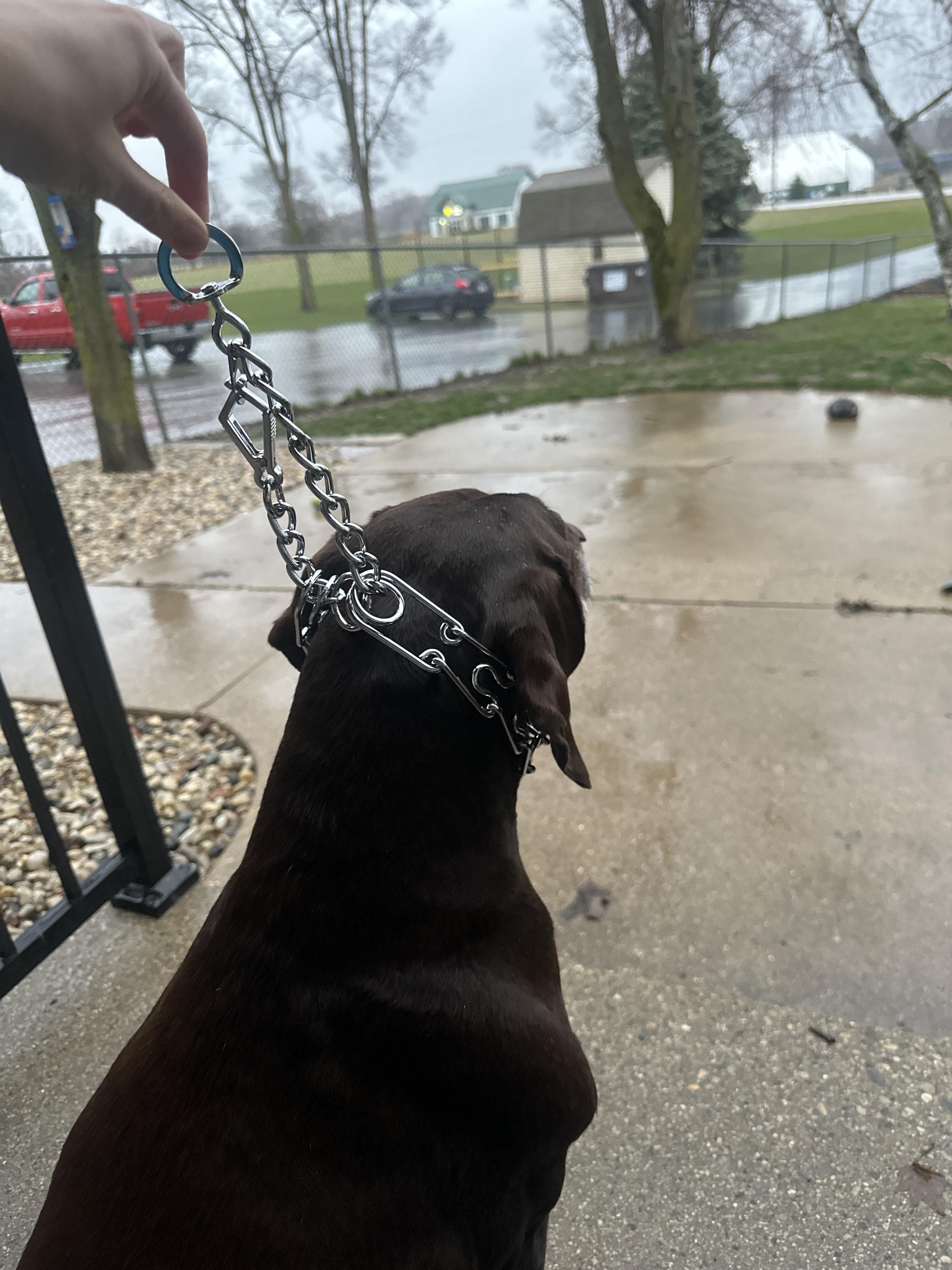 EveryYay Quick-Release Training Dog Collar, Large/X-Large Petco