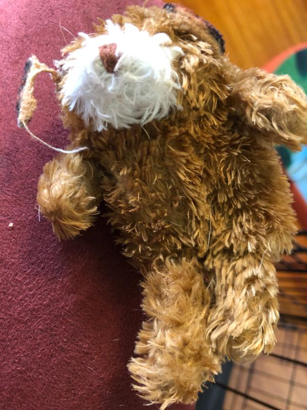 kong plush teddy bear dog toy