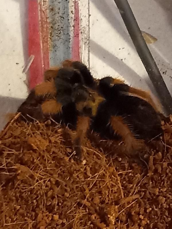 Pet stores near me that 2024 sell tarantulas