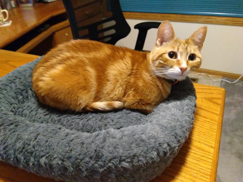 Emmy loves her new bed!