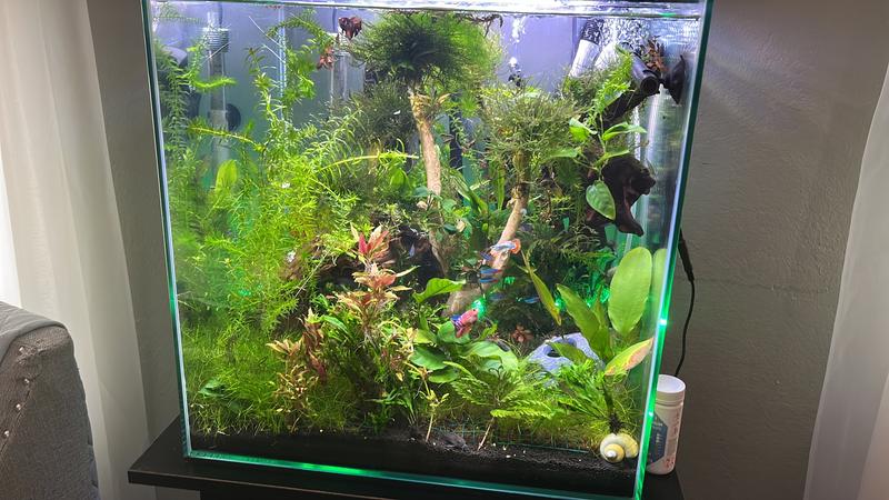 My planted tank