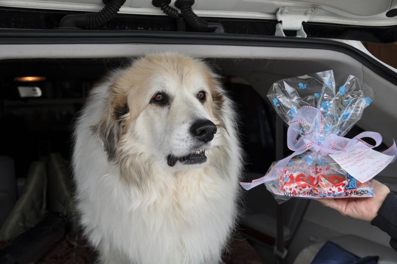 Muffin (dental surgery) receives a PETCO "get well gift" from an admirer.