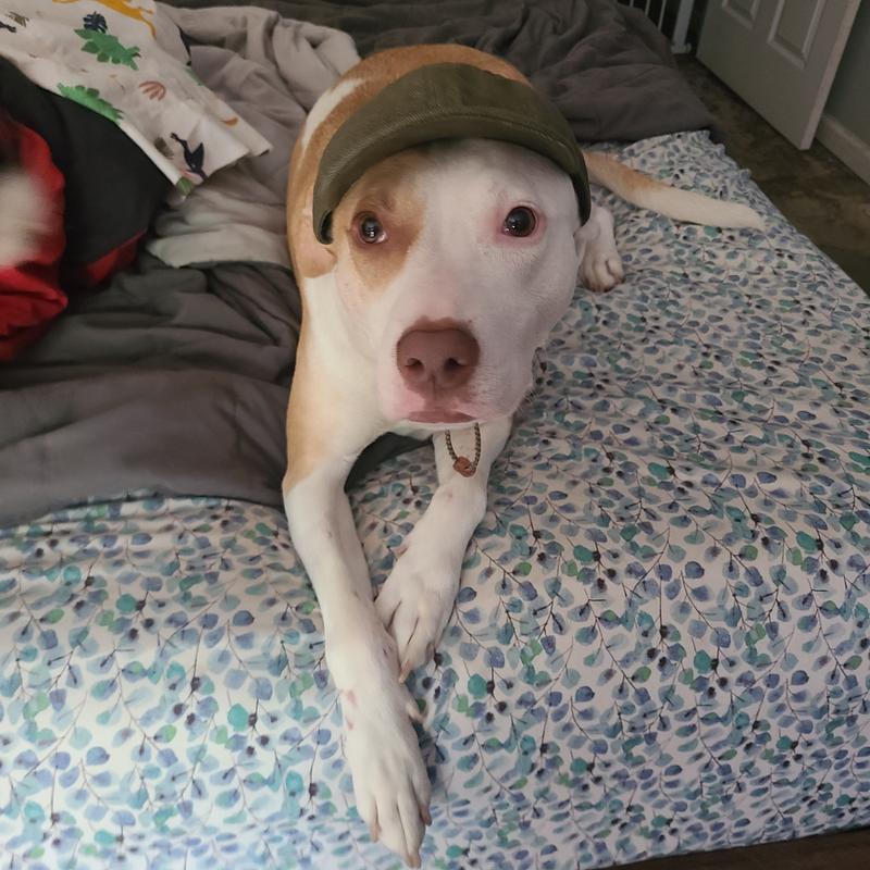 Harley with her cap