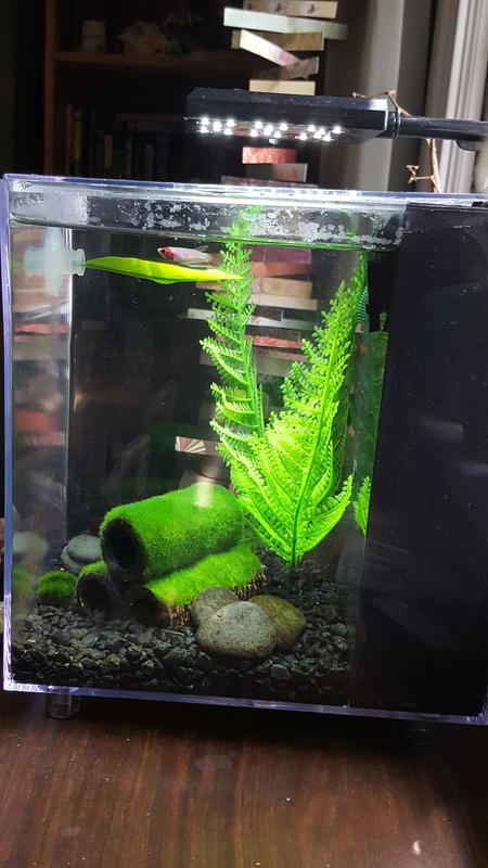 Noodle likes his tank now that I've baffled the filter