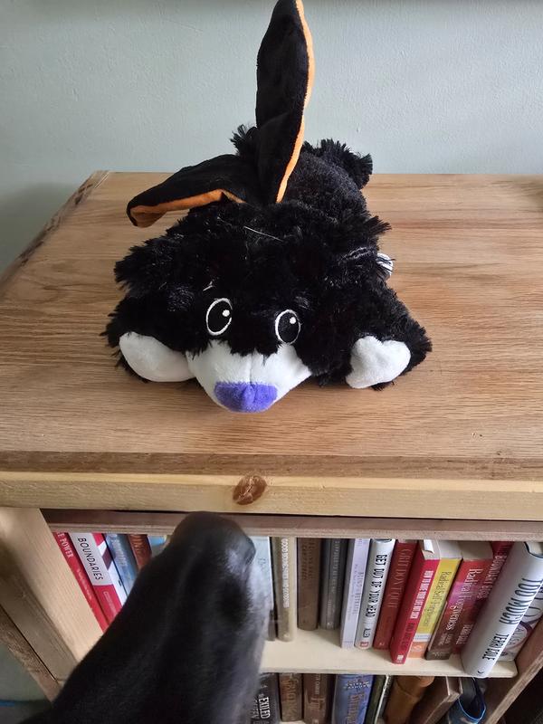 Bat cat vs bat bear?